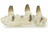 Mosasaur Jaw Section with Three Teeth - Morocco #220667-1